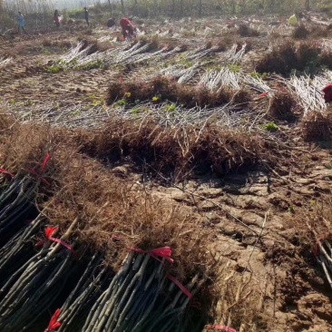 苹果苗苹果树苗富士苹果树