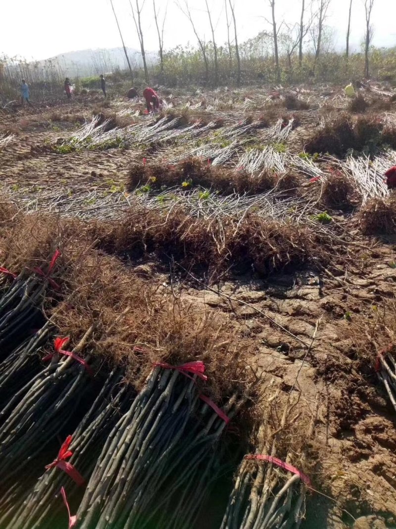 苹果苗苹果树苗富士苹果树