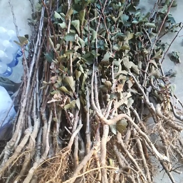 花山楂苗大金星山楂苗山楂树苗盆栽地栽山楂树苗