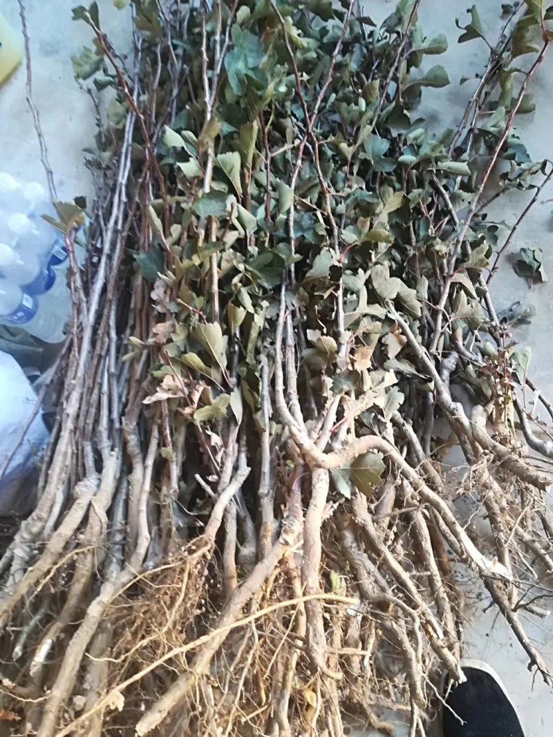 花山楂苗大金星山楂苗山楂树苗盆栽地栽山楂树苗
