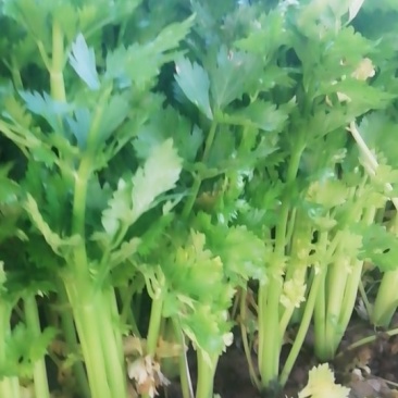 60公分以上色泽亮黄，一级棒菜