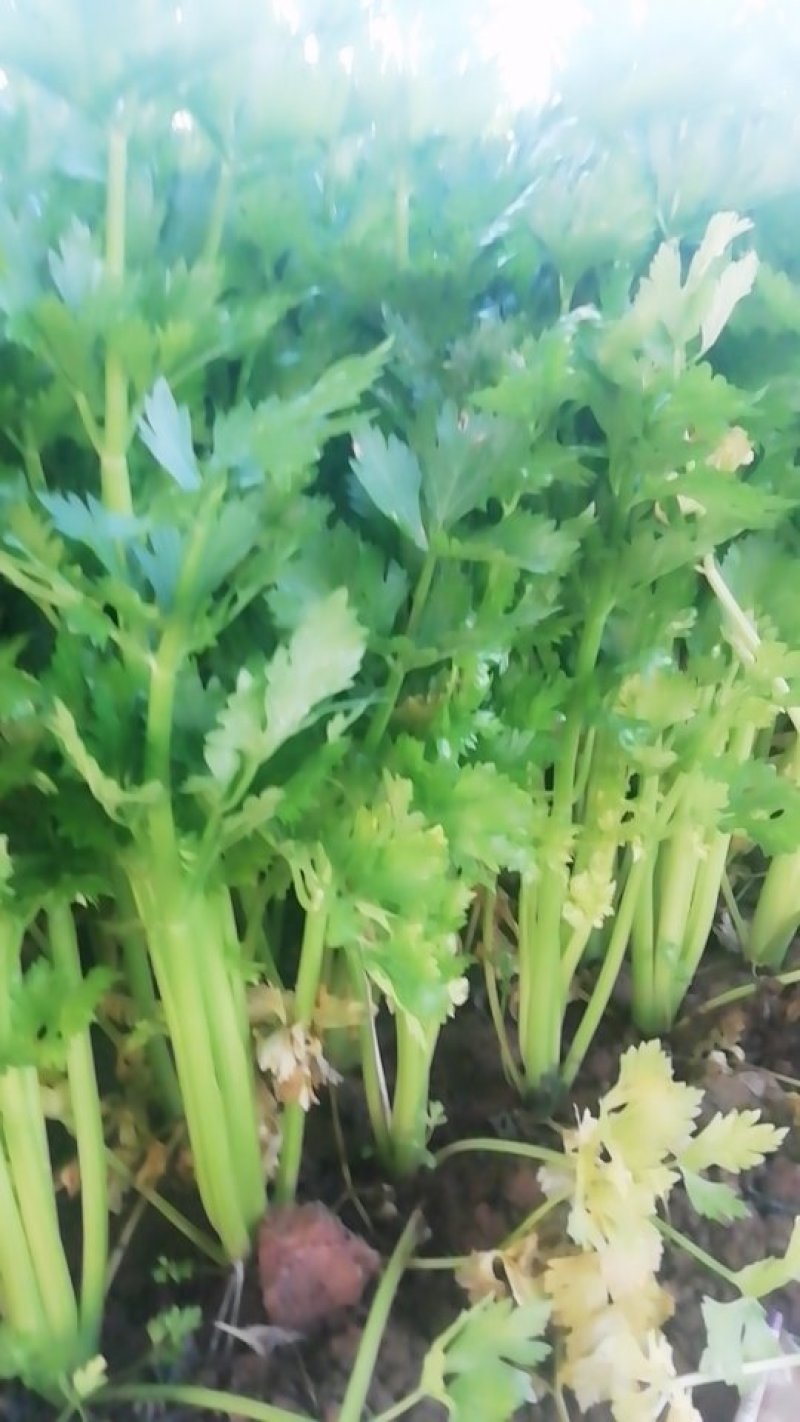 60公分以上色泽亮黄，一级棒菜