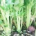 60公分以上色泽亮黄，一级棒菜