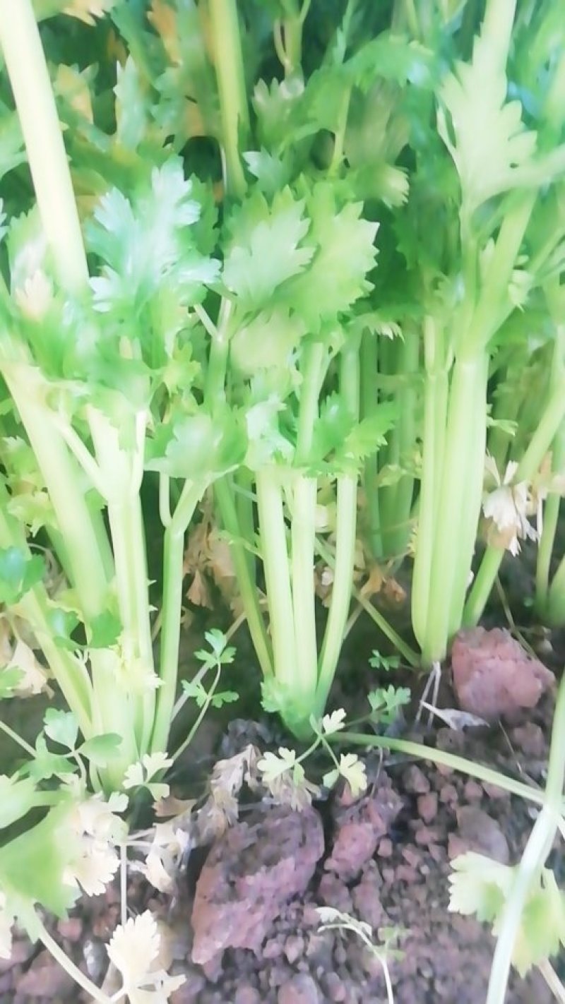 60公分以上色泽亮黄，一级棒菜