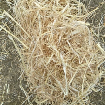 稻草秸秆玉米秸秆