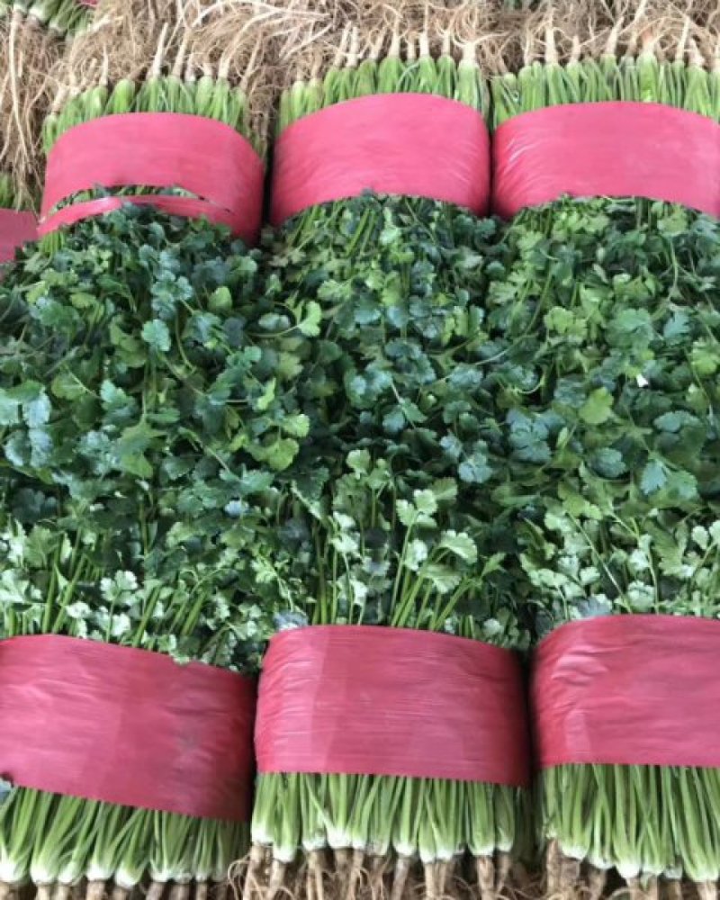 山东聊城铁杆青精品香菜，做工精细。产地直发。价格便宜。