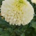 秋菊、欧洲菊、大花菊、千丝菊、金丝皇菊、贡菊苗大量供应