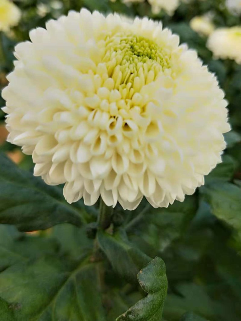 秋菊、欧洲菊、大花菊、千丝菊、金丝皇菊、贡菊苗大量供应