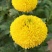 秋菊、欧洲菊、大花菊、千丝菊、金丝皇菊、贡菊苗大量供应