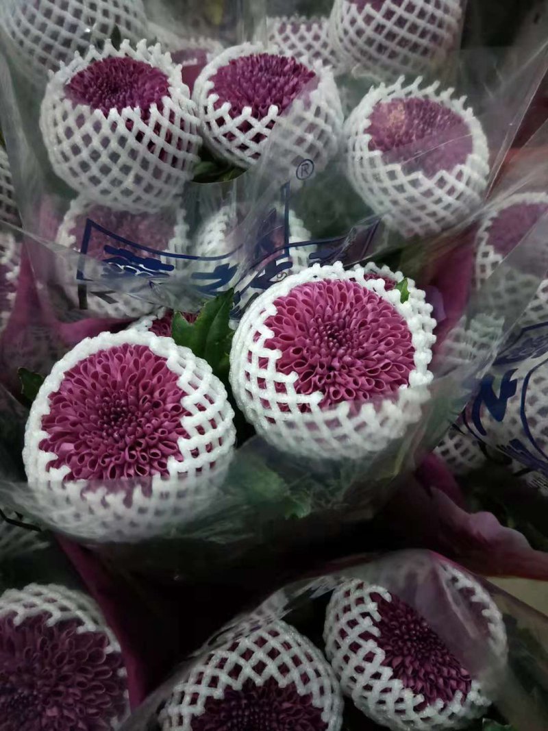 秋菊、欧洲菊、大花菊、千丝菊、金丝皇菊、贡菊苗大量供应