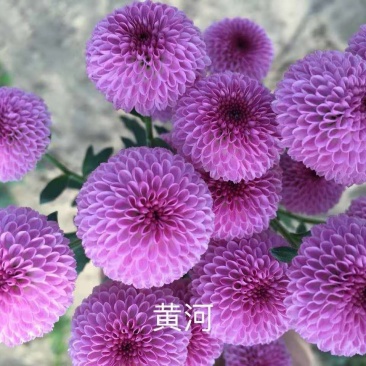 秋菊、欧洲菊、大花菊、千丝菊、金丝皇菊、贡菊苗大量供应