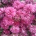 秋菊、欧洲菊、大花菊、千丝菊、金丝皇菊、贡菊苗大量供应
