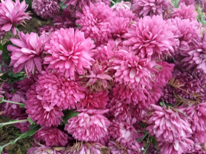 秋菊、欧洲菊、大花菊、千丝菊、金丝皇菊、贡菊苗大量供应