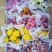 秋菊、欧洲菊、大花菊、千丝菊、金丝皇菊、贡菊苗大量供应