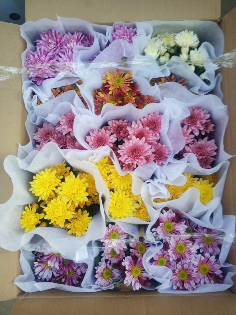 秋菊、欧洲菊、大花菊、千丝菊、金丝皇菊、贡菊苗大量供应