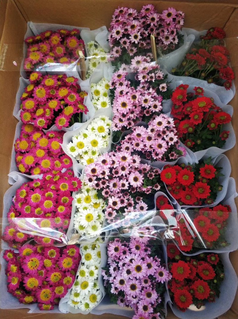 秋菊、欧洲菊、大花菊、千丝菊、金丝皇菊、贡菊苗大量供应