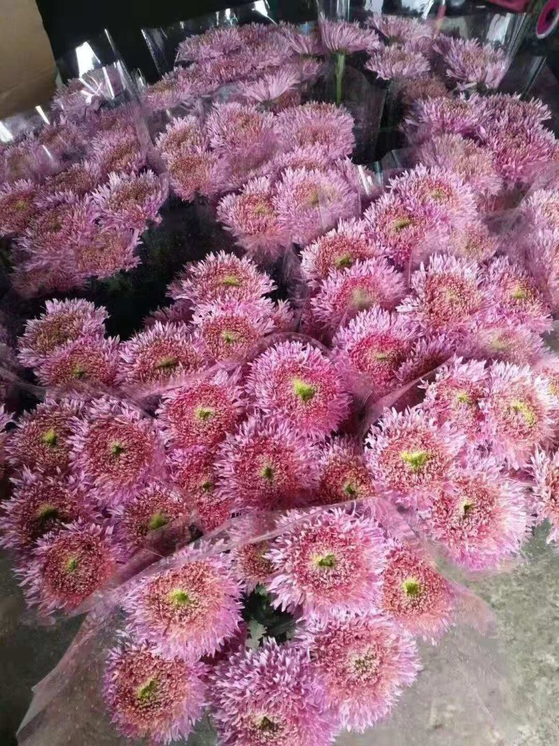 秋菊、欧洲菊、大花菊、千丝菊、金丝皇菊、贡菊苗大量供应