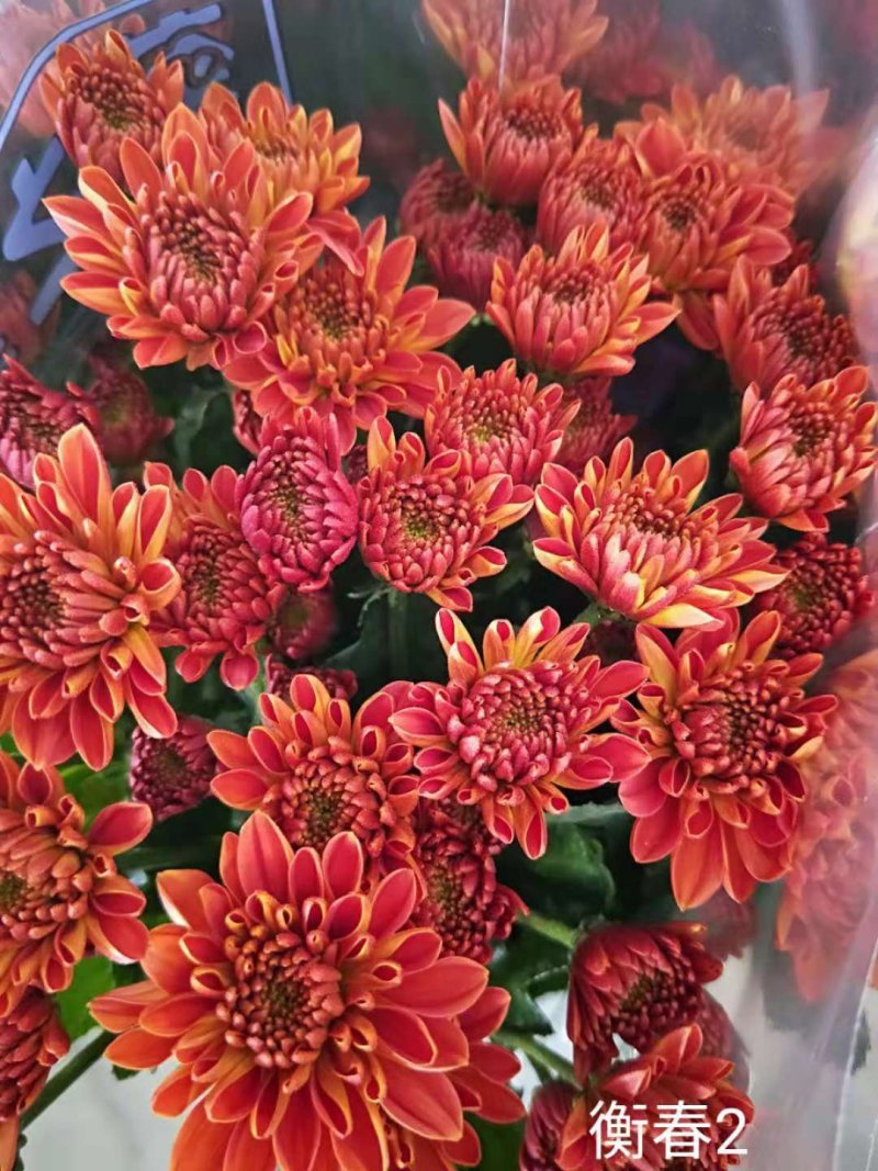 秋菊、欧洲菊、大花菊、千丝菊、金丝皇菊、贡菊苗大量供应