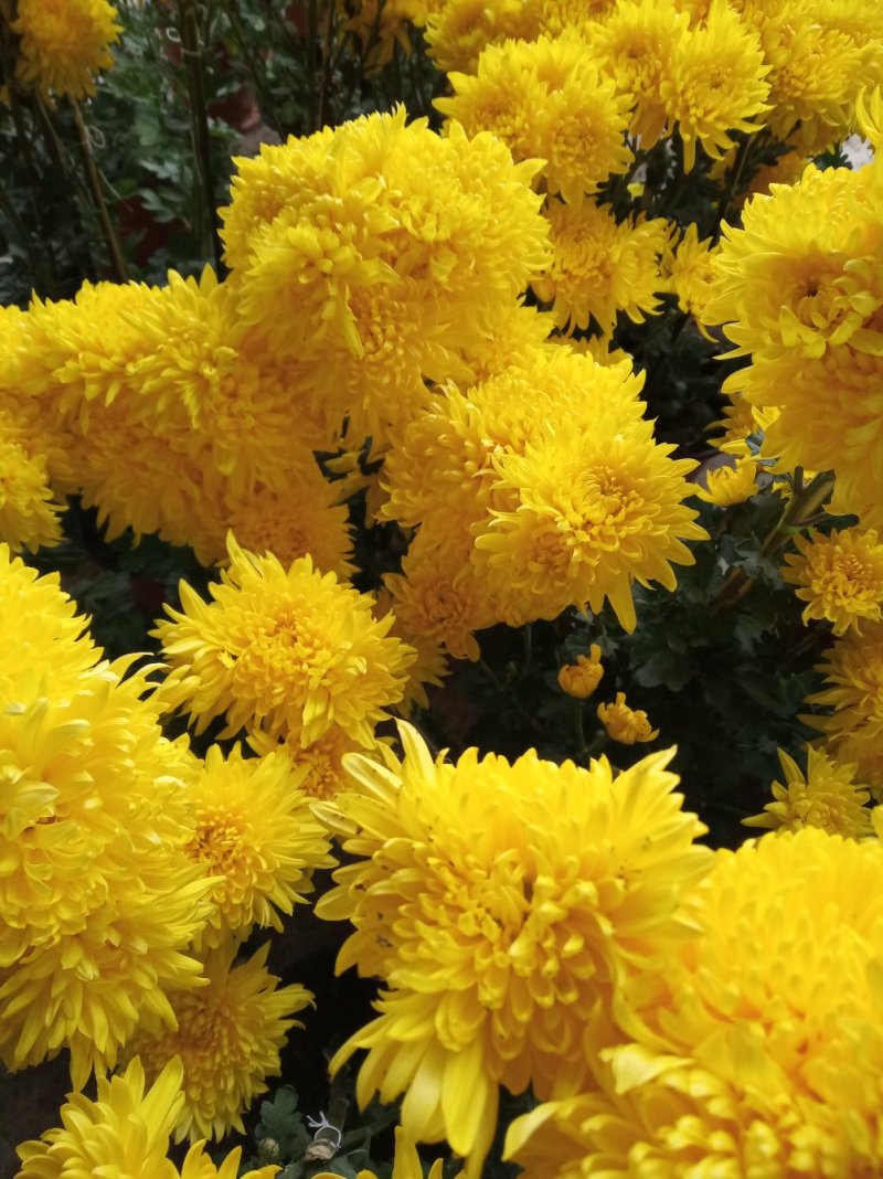 秋菊、欧洲菊、大花菊、千丝菊、金丝皇菊、贡菊苗大量供应