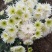 秋菊、欧洲菊、大花菊、千丝菊、金丝皇菊、贡菊苗大量供应