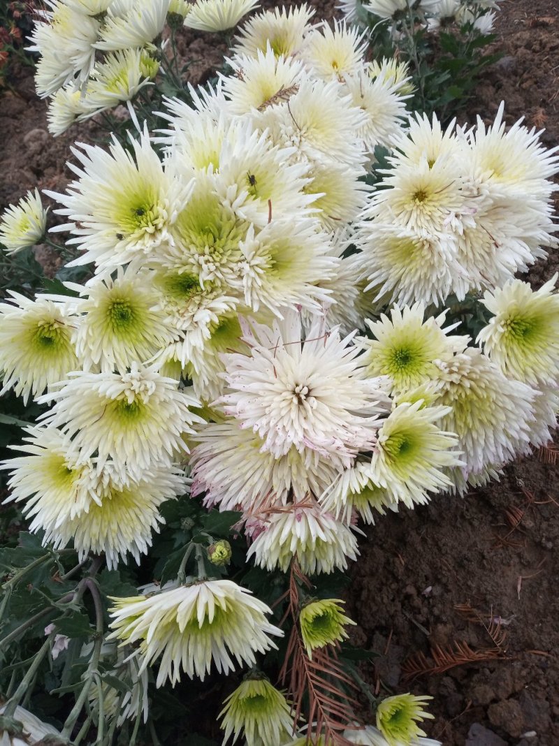 秋菊、欧洲菊、大花菊、千丝菊、金丝皇菊、贡菊苗大量供应
