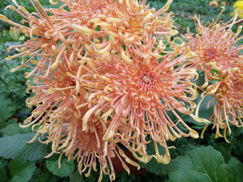 秋菊、欧洲菊、大花菊、千丝菊、金丝皇菊、贡菊苗大量供应