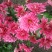 秋菊、欧洲菊、大花菊、千丝菊、金丝皇菊、贡菊苗大量供应