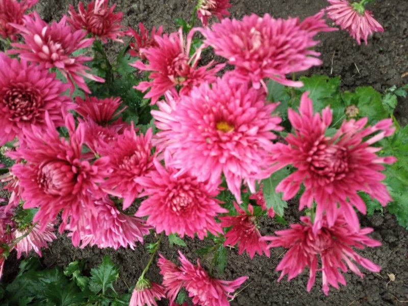 秋菊、欧洲菊、大花菊、千丝菊、金丝皇菊、贡菊苗大量供应
