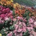 秋菊、欧洲菊、大花菊、千丝菊、金丝皇菊、贡菊苗大量供应