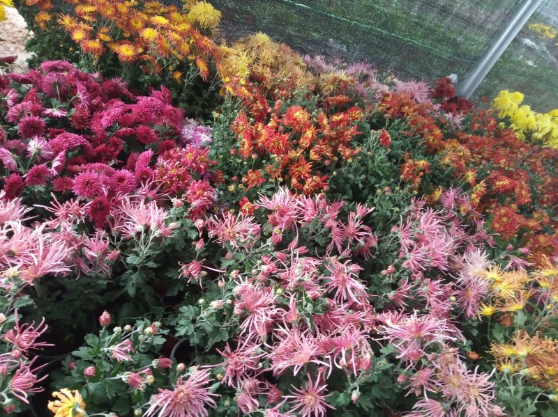 秋菊、欧洲菊、大花菊、千丝菊、金丝皇菊、贡菊苗大量供应