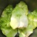 儿菜大小儿菜小心儿菜抱儿菜净货