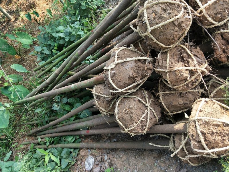 香樟树湖北基地发货樟树杠直，数量多，规格齐全耐寒