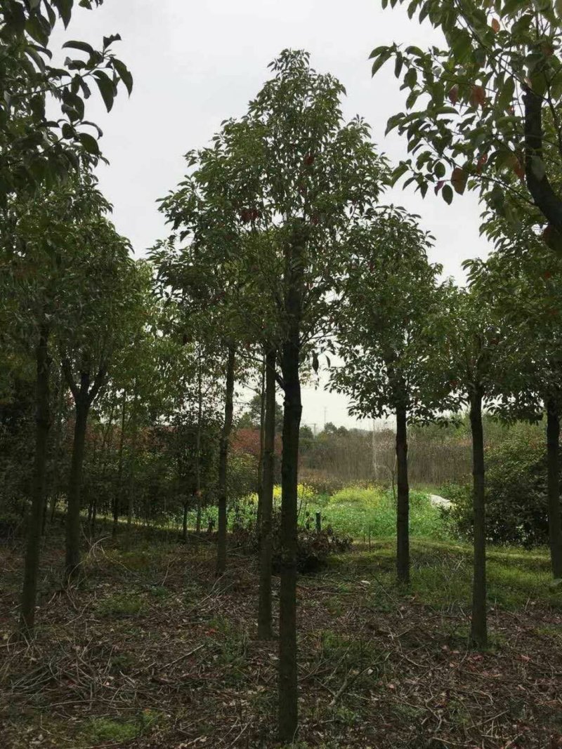 香樟树湖北基地发货樟树杠直，数量多，规格齐全耐寒