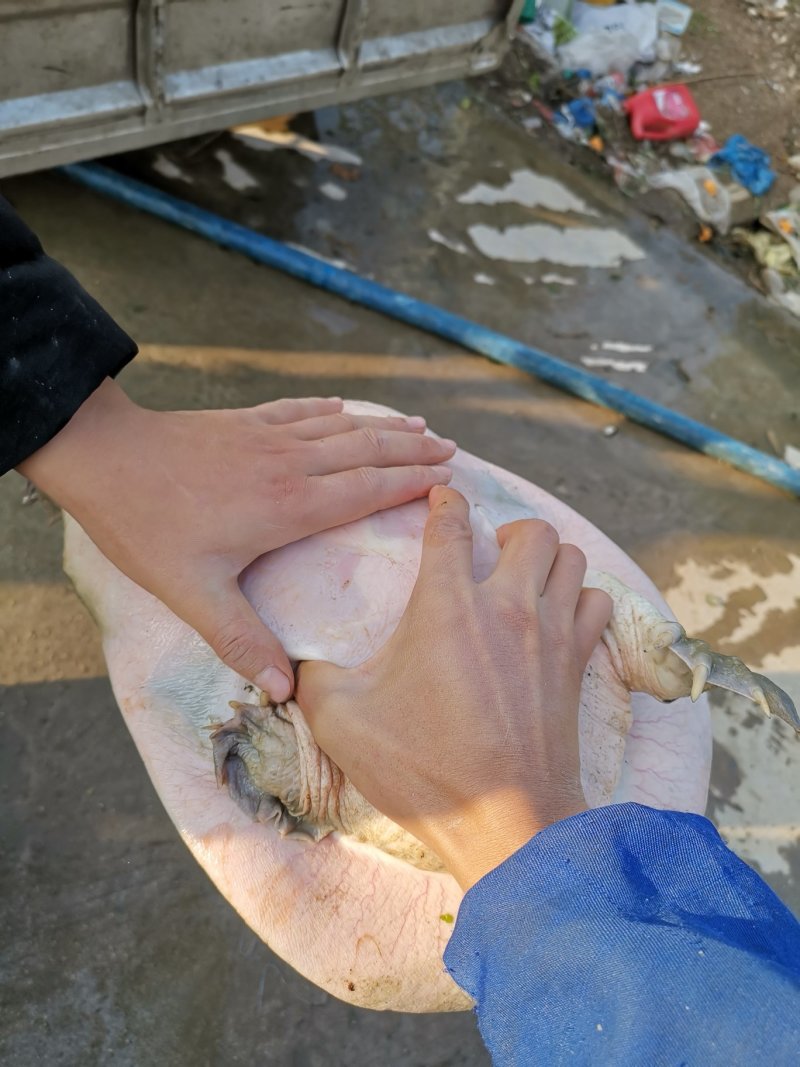 龟鳖类