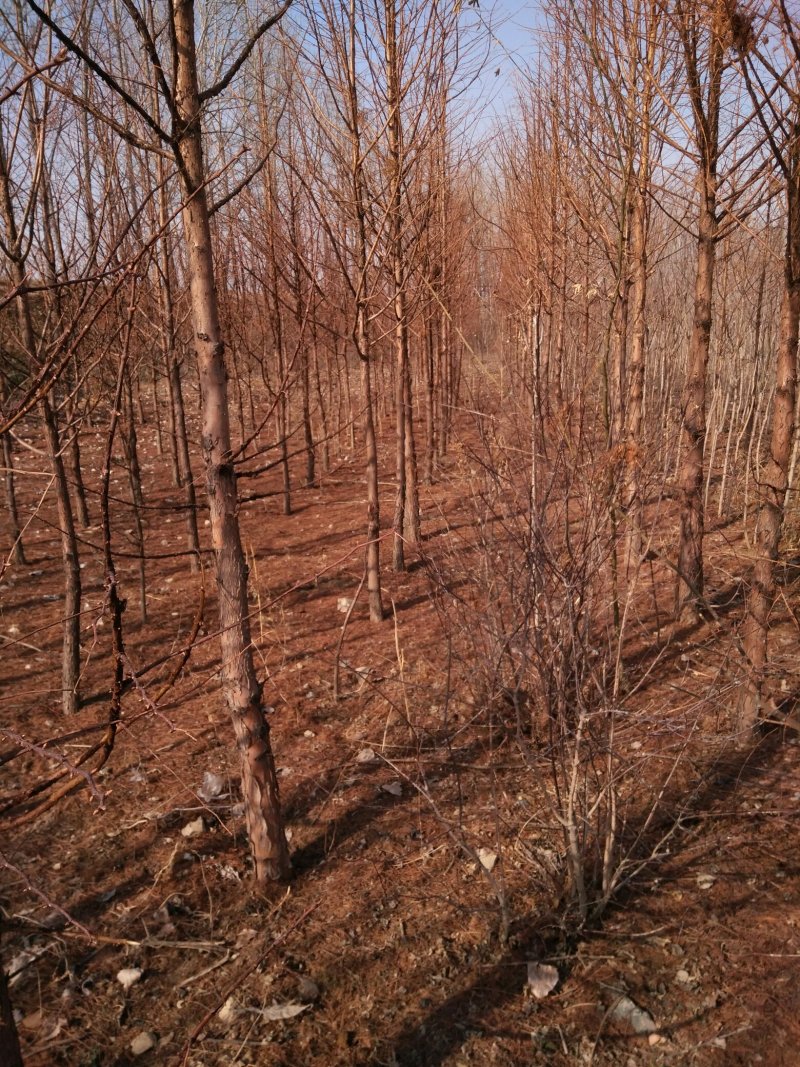 山东基地精品杉树苗，产地一手货源，量大从优，欢迎联系