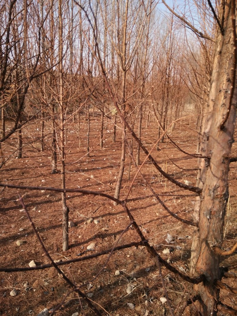 山东基地精品杉树苗，产地一手货源，量大从优，欢迎联系