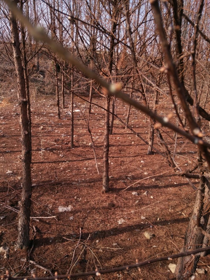 山东基地精品杉树苗，产地一手货源，量大从优，欢迎联系