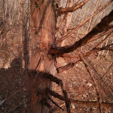 山东基地精品杉树苗，产地一手货源，量大从优，欢迎联系