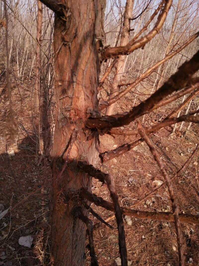 山东基地精品杉树苗，产地一手货源，量大从优，欢迎联系