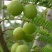野生橄榄果