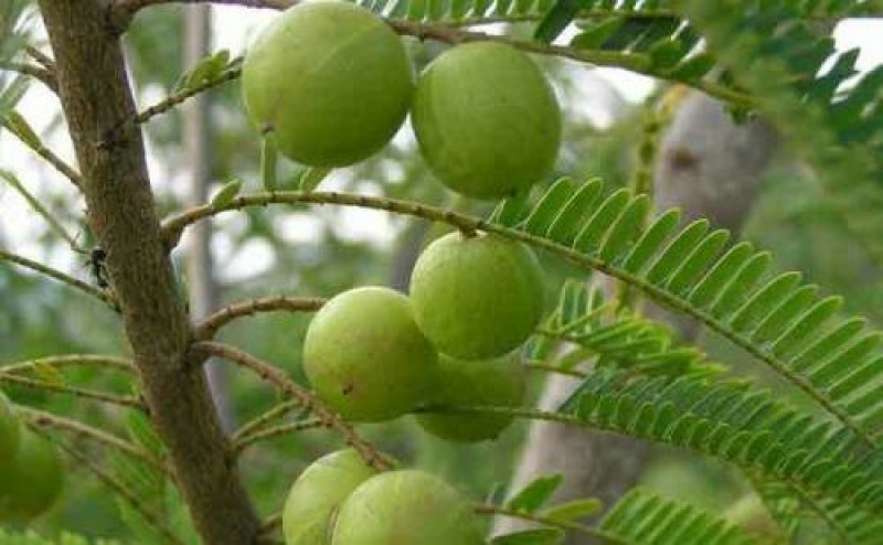 野生橄榄果