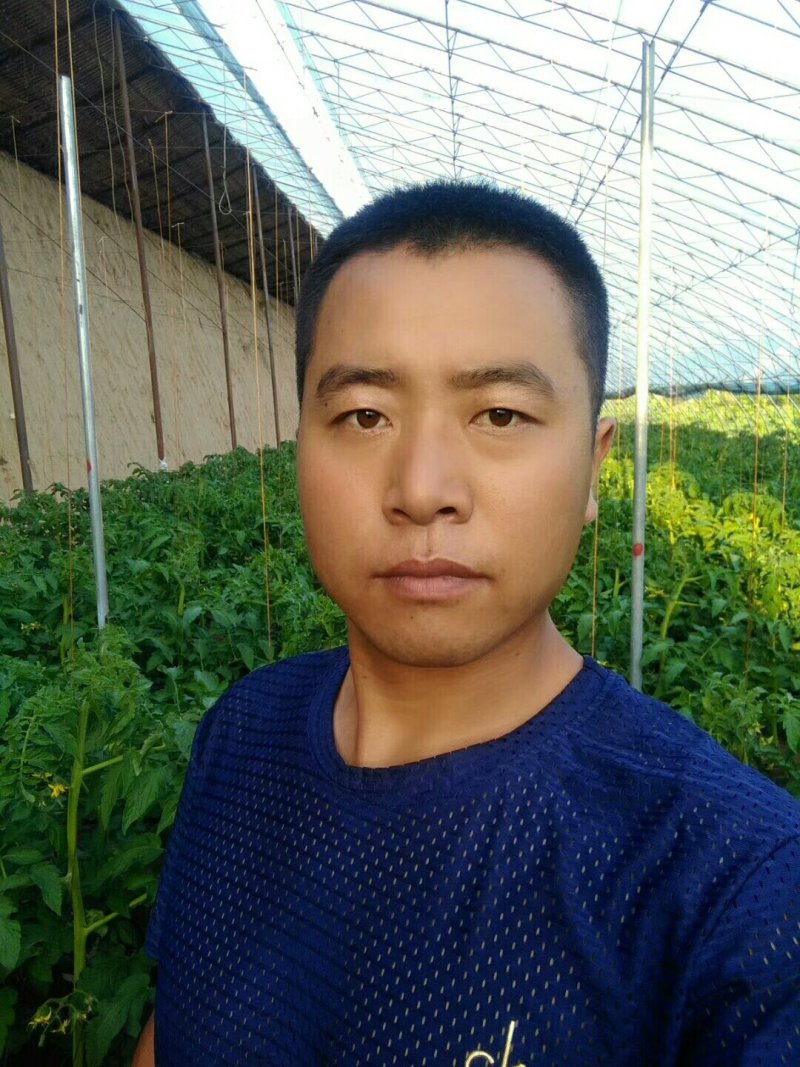 黄瓜，青椒，豆角，供应