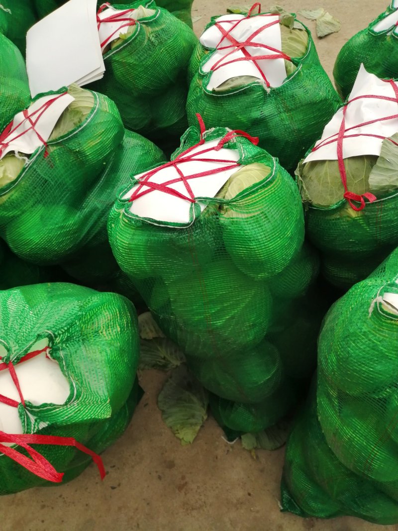 河南冬升扁包菜3一5斤左右质量好原产地销售价格便宜