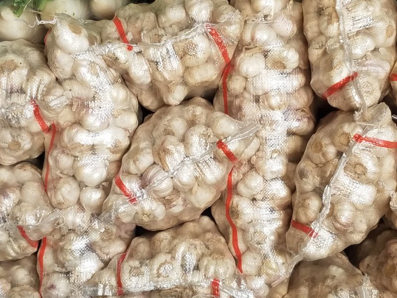 大量现货供应蒜头