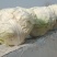 大白菜