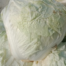 大白菜