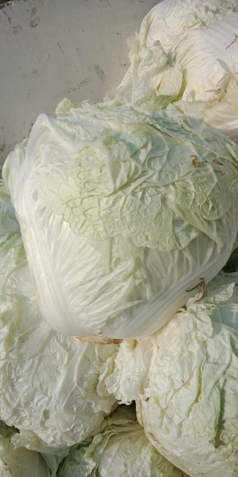 大白菜
