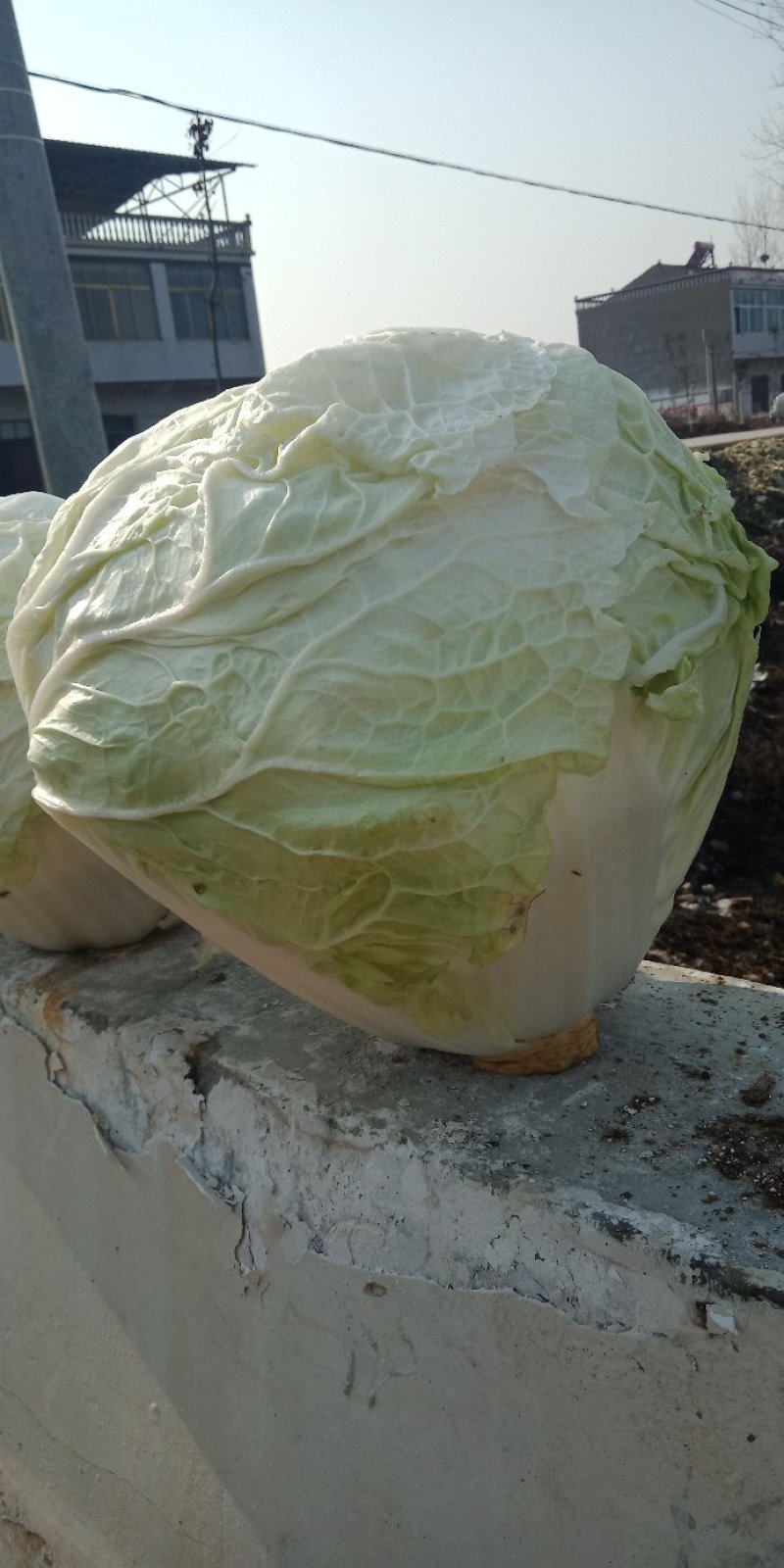大白菜