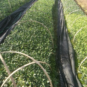 出售茶叶苗，白茶苗，黄茶苗，奶白茶苗，龙井43苗