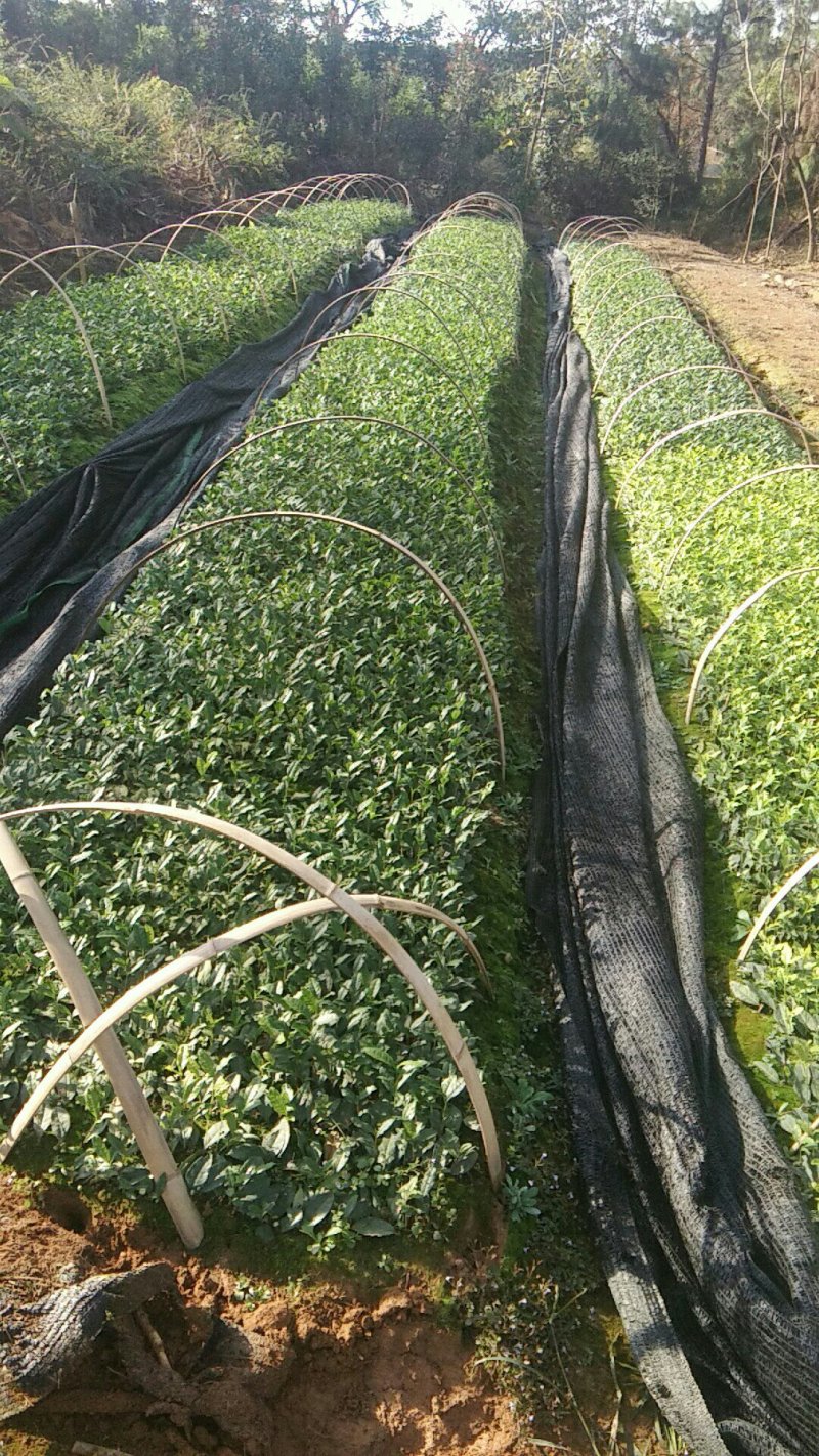 出售茶叶苗，白茶苗，黄茶苗，奶白茶苗，龙井43苗